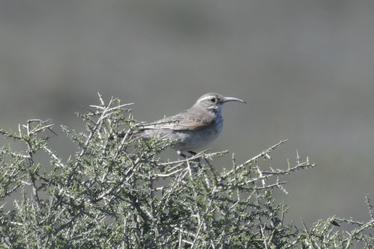 Scale-throated Earthcreeper - ML658985305