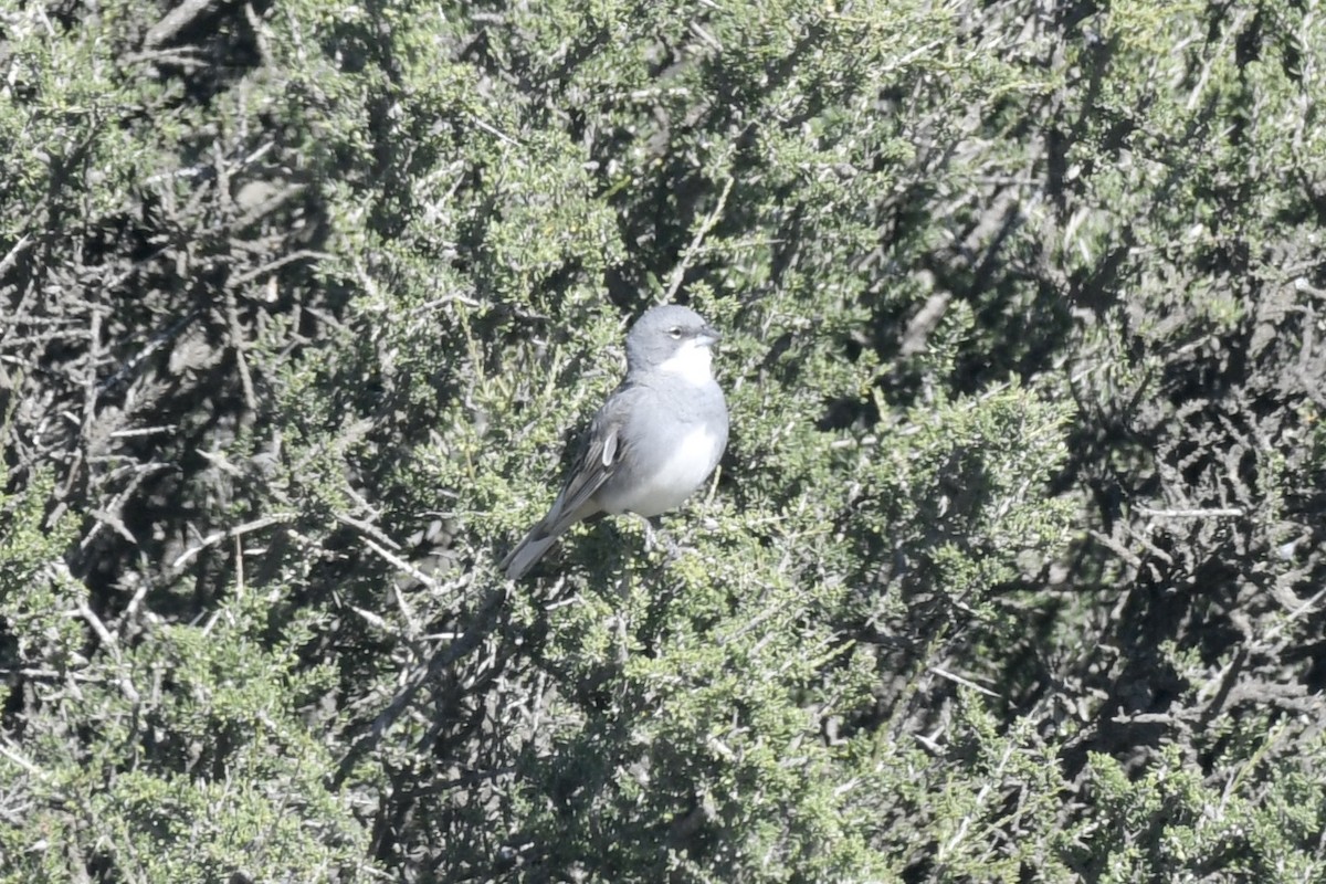 Diuca Finch - ML658985316