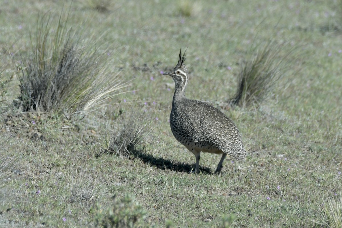 Elegant Crested-Tinamou - ML658985339