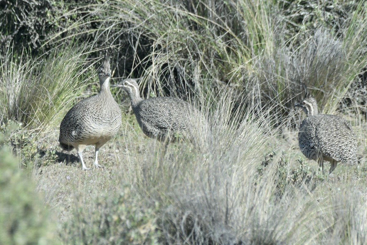 Elegant Crested-Tinamou - ML658985341