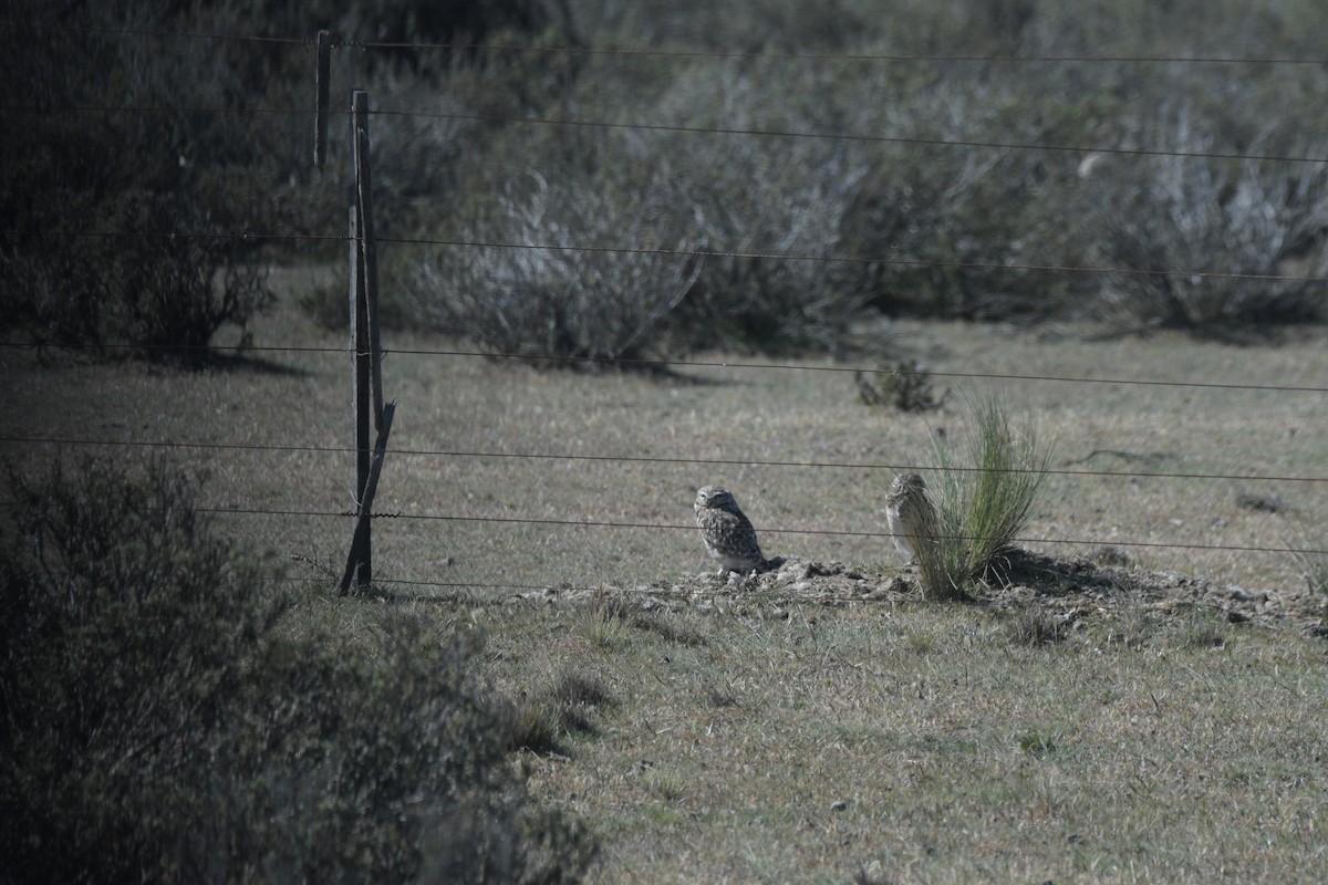 Burrowing Owl - ML658985370
