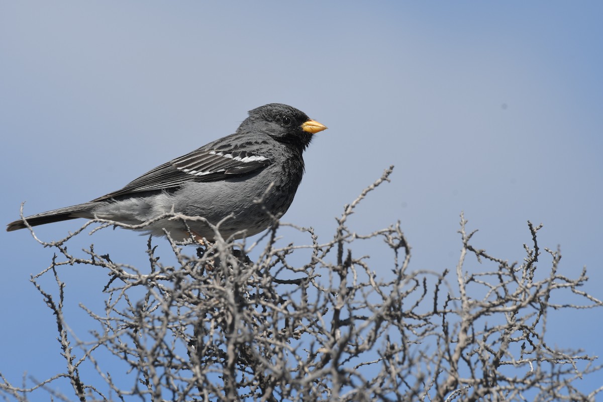 Mourning Sierra Finch - ML658985382