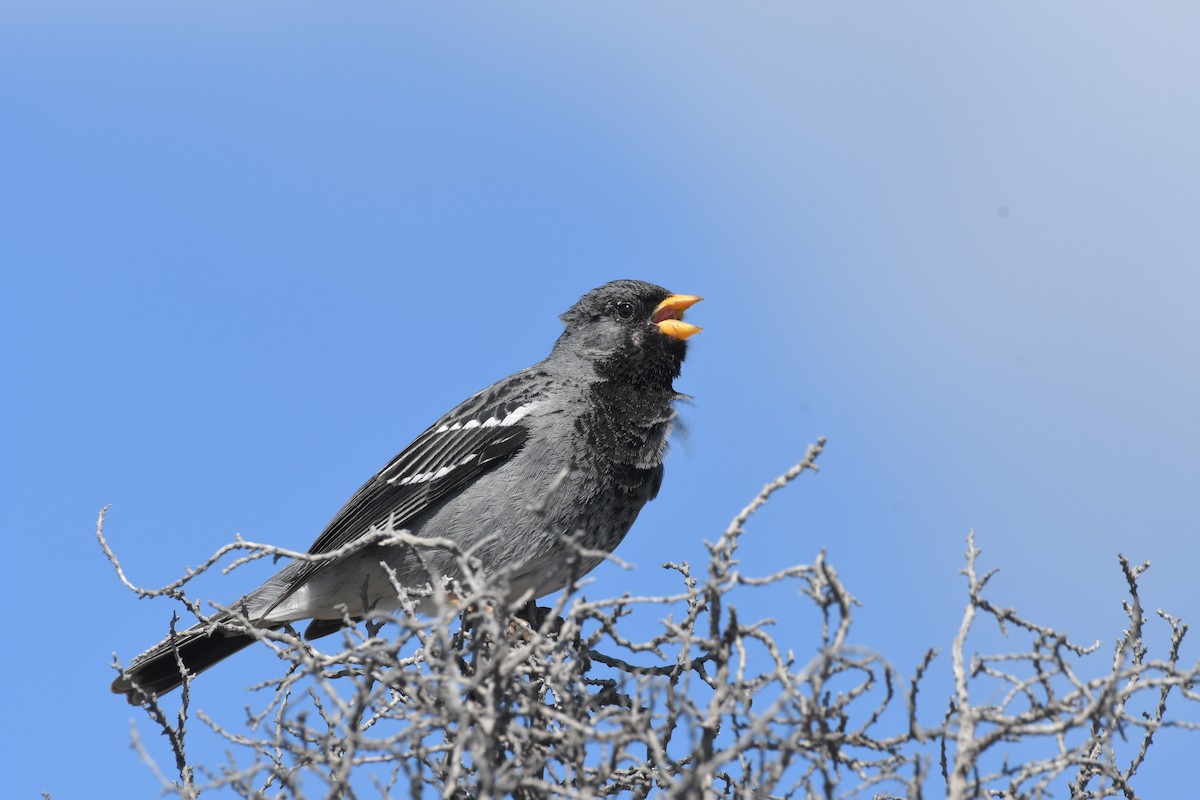 Mourning Sierra Finch - ML658985385