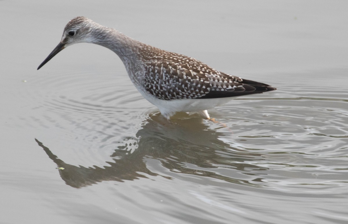 Lesser Yellowlegs - ML65898541