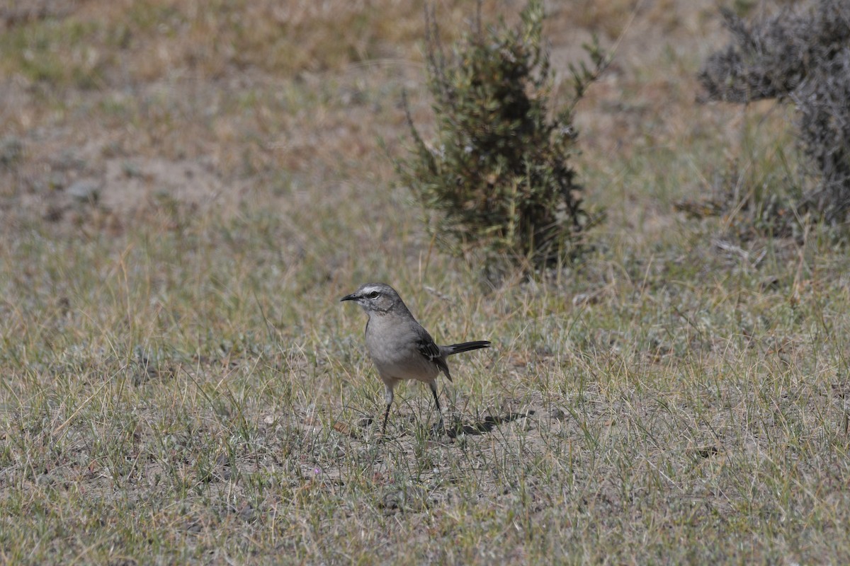Patagonian Mockingbird - ML658985411