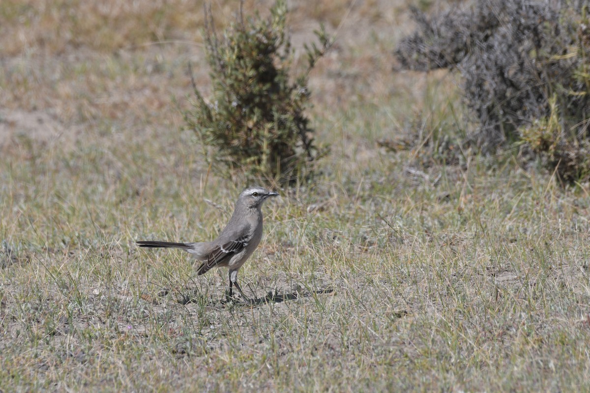 Patagonian Mockingbird - ML658985415