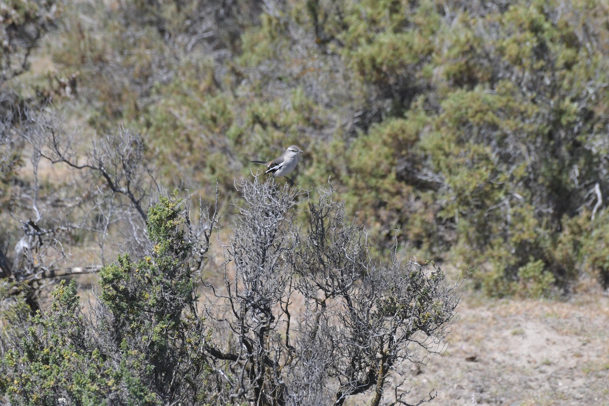 White-banded Mockingbird - ML658985428