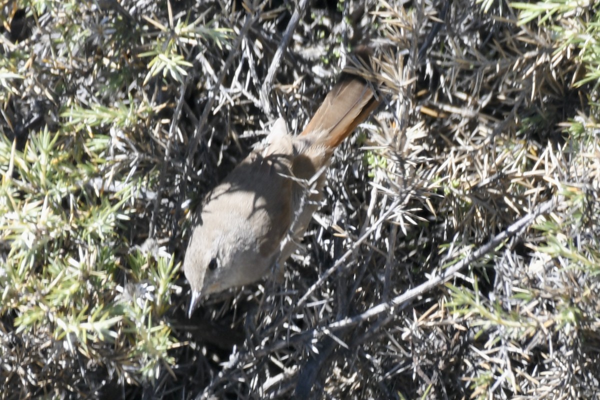 Sharp-billed Canastero - ML658985487