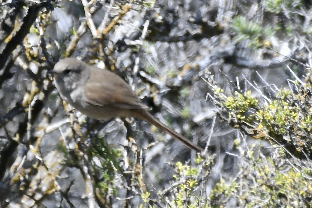 Sharp-billed Canastero - ML658985492