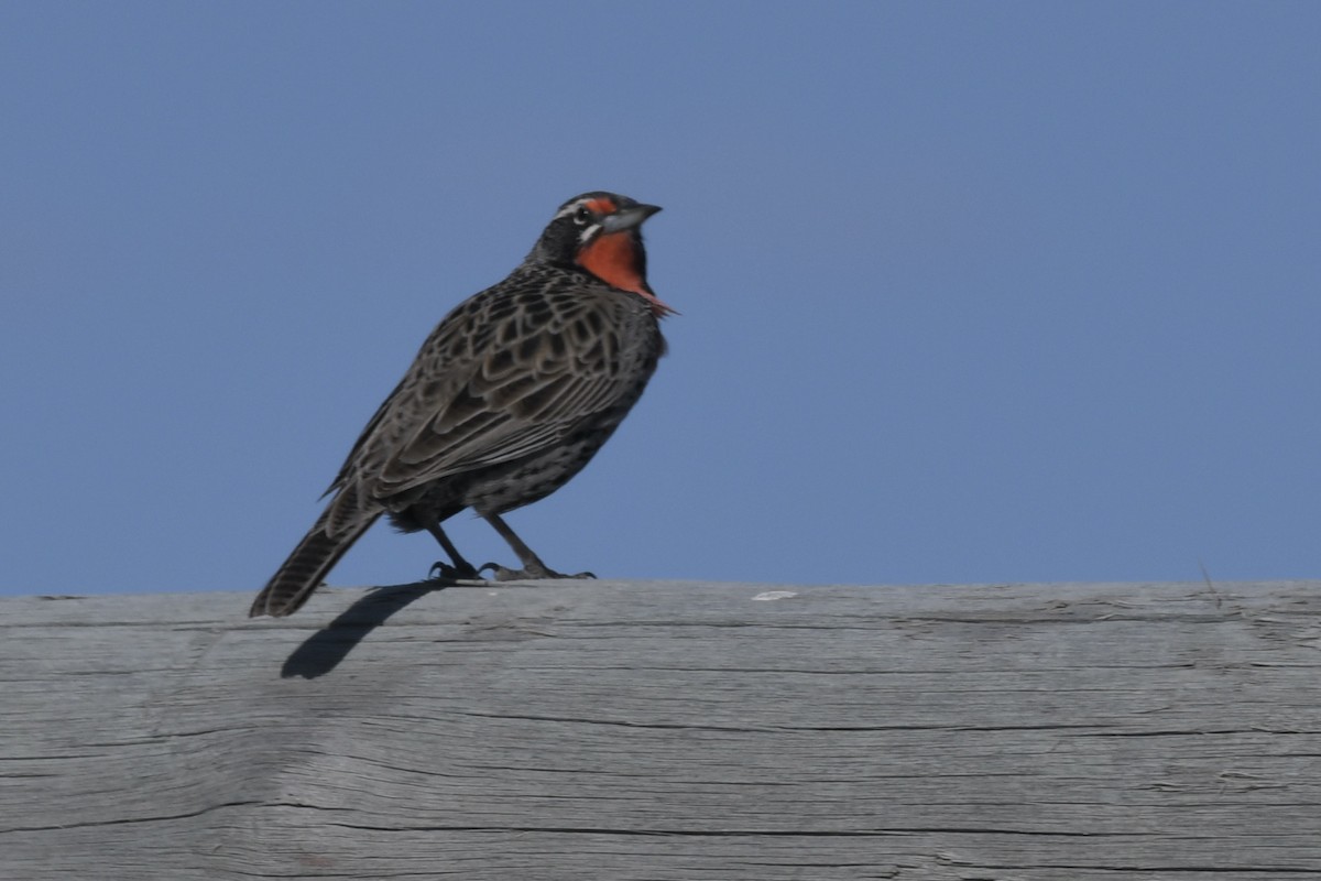 Long-tailed Meadowlark - ML658985548