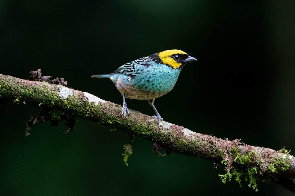 Saffron-crowned Tanager - ML658985711