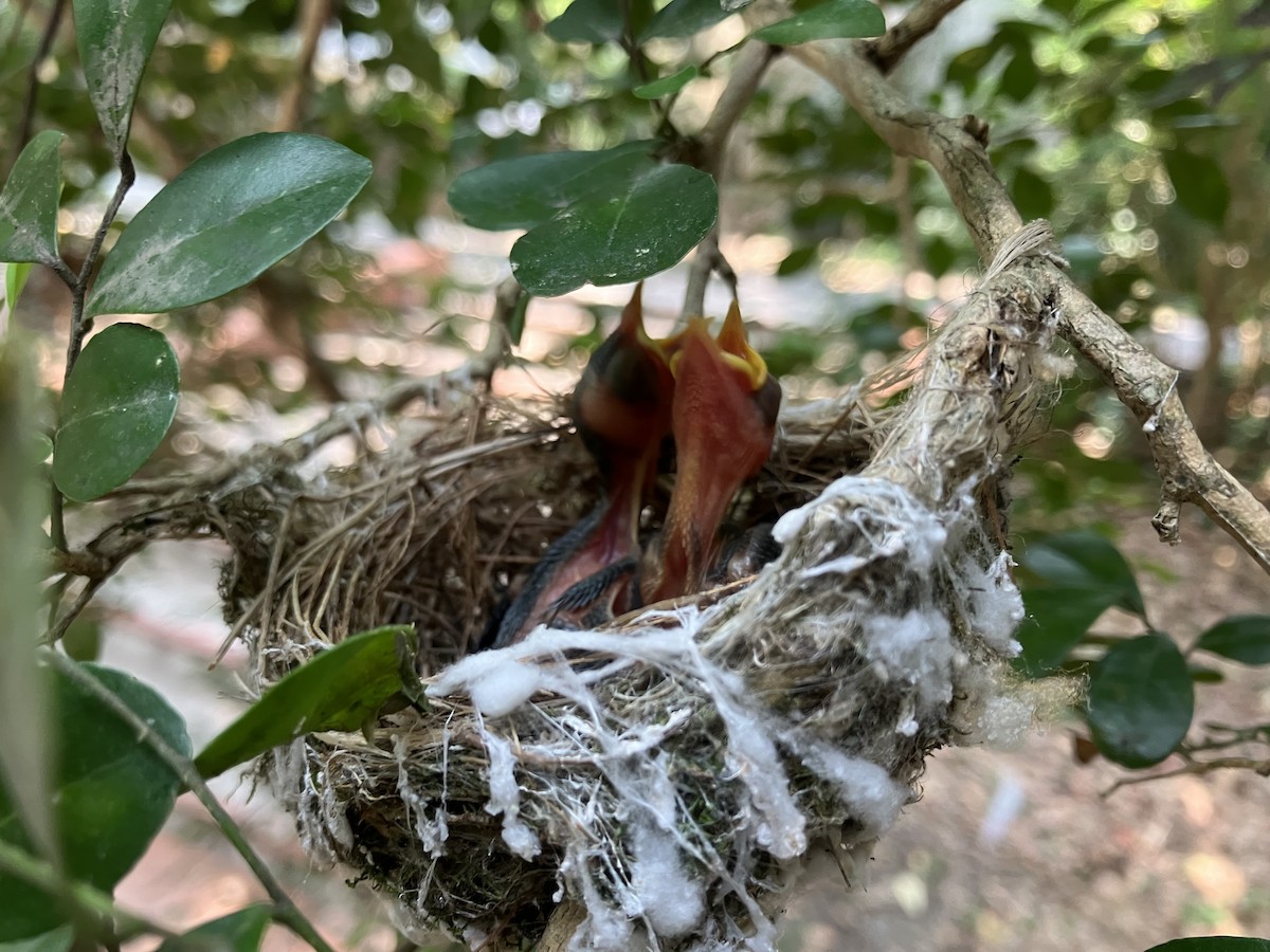 Swinhoebrillenvogel - ML658985853