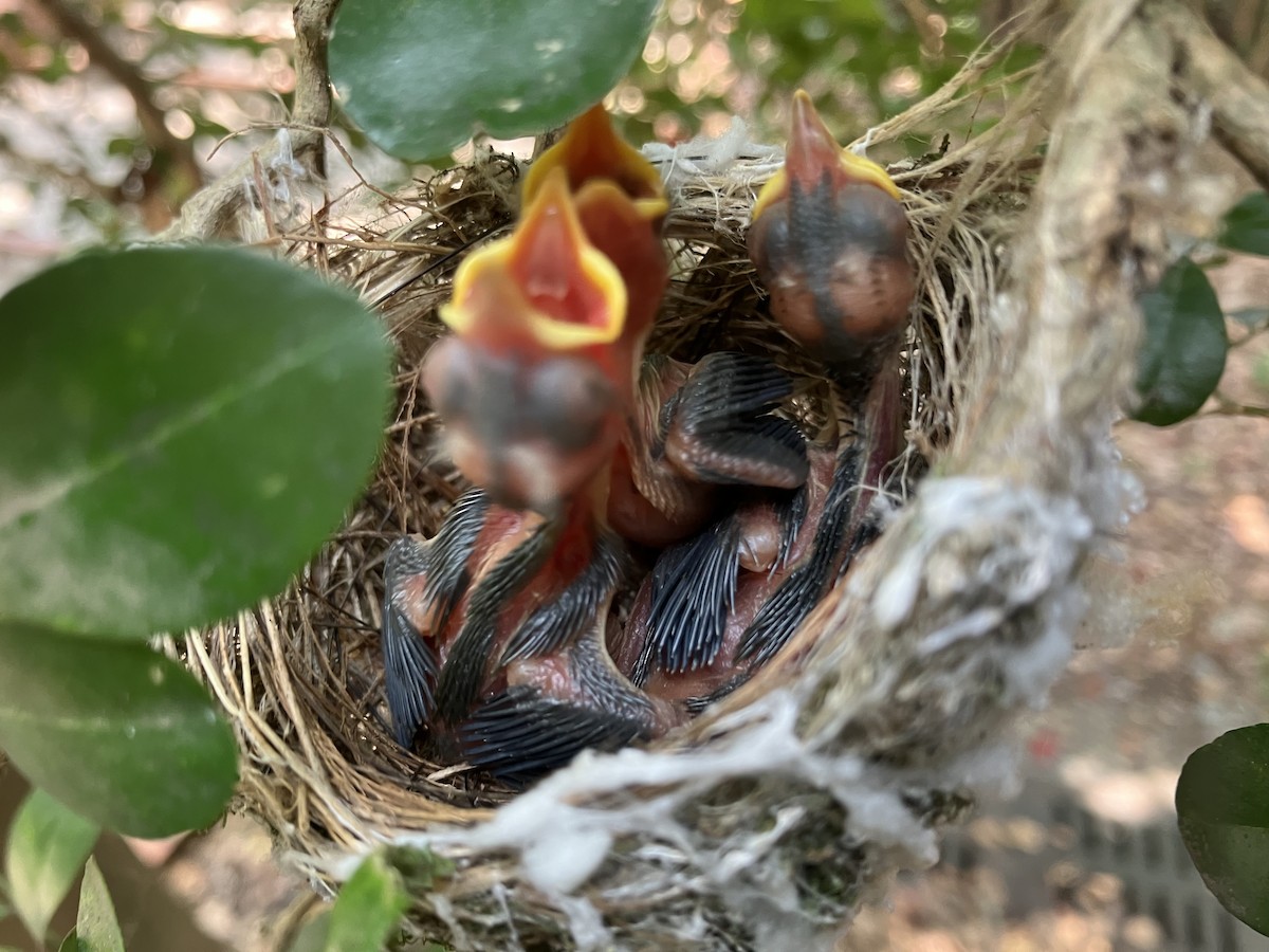 Swinhoebrillenvogel - ML658985854