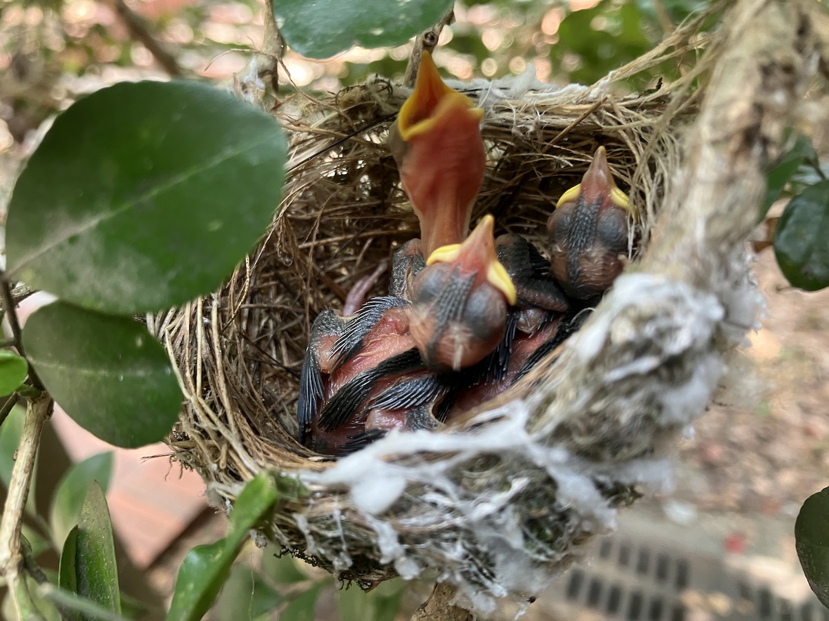 Swinhoebrillenvogel - ML658985855