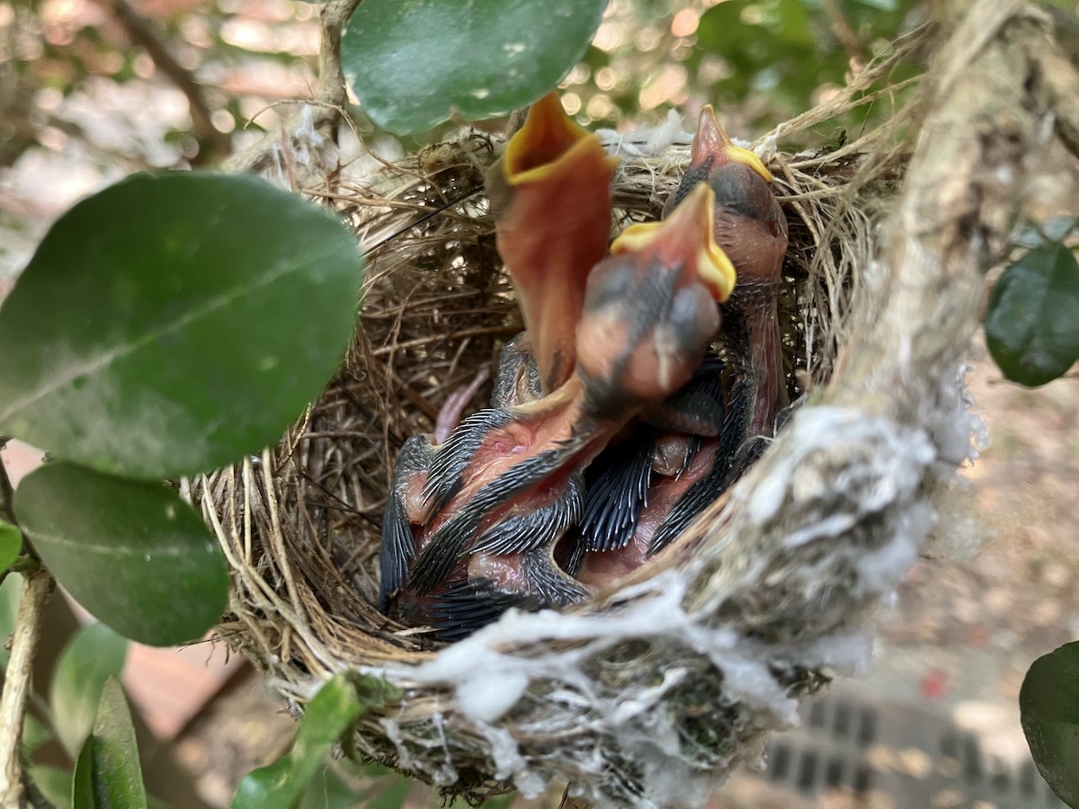Swinhoebrillenvogel - ML658985856