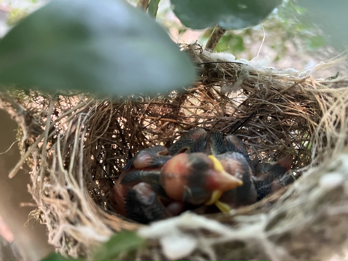 Swinhoebrillenvogel - ML658985867