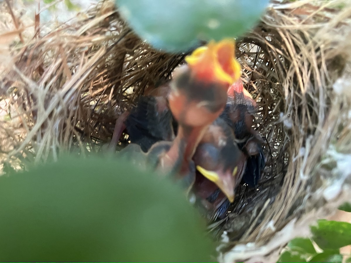 Swinhoebrillenvogel - ML658985868