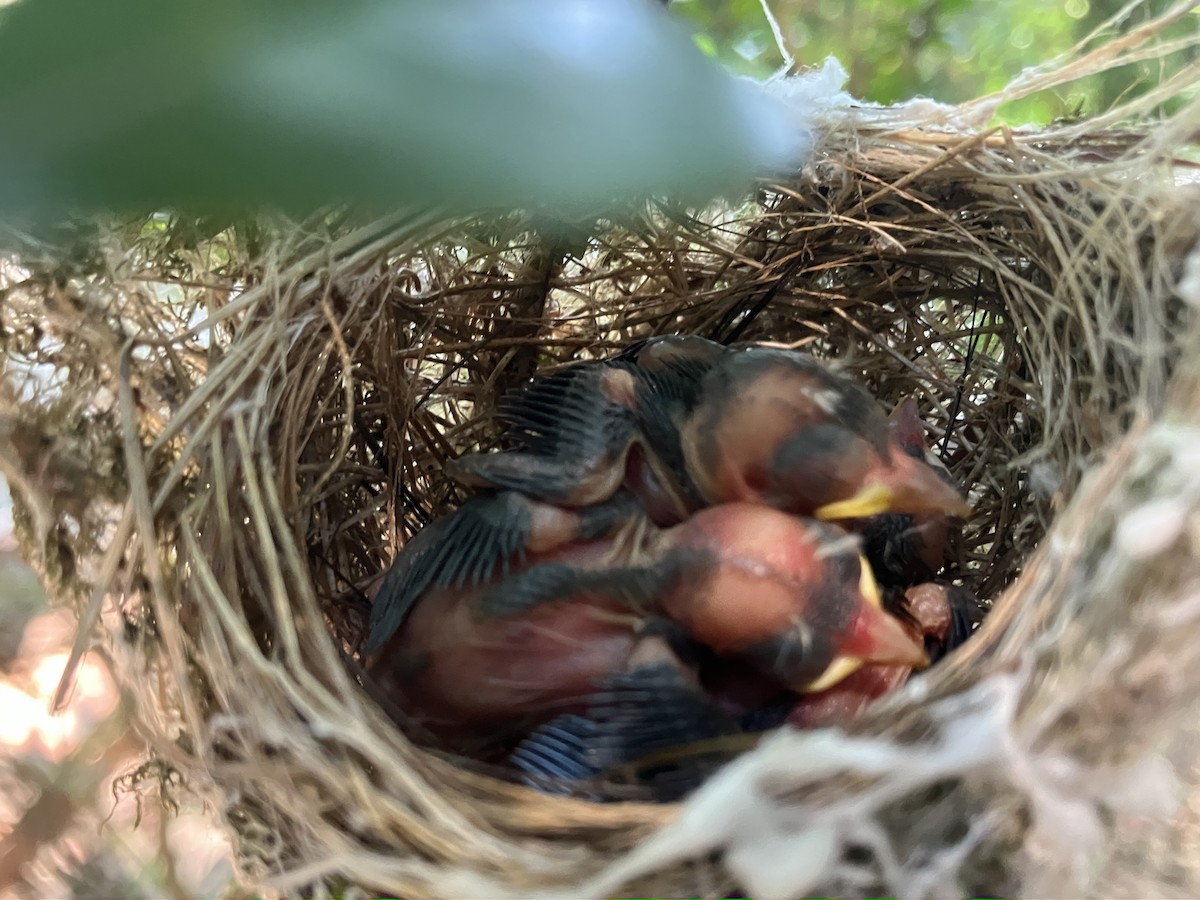 Swinhoebrillenvogel - ML658985869