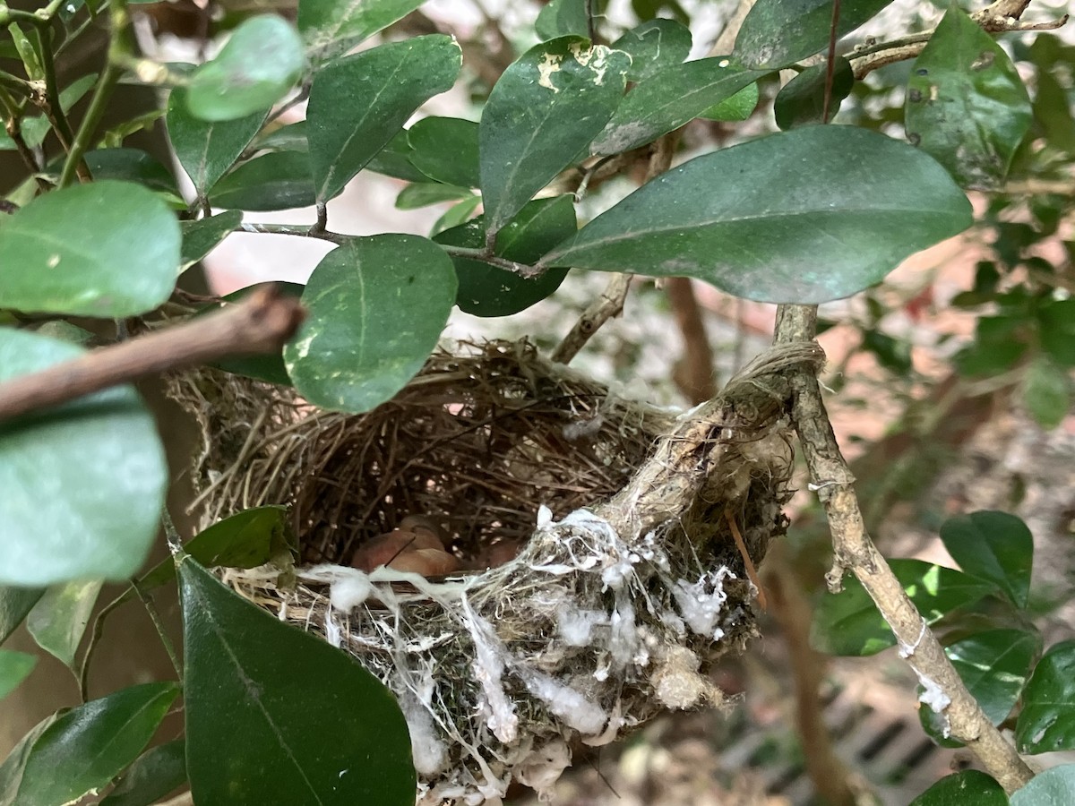 Swinhoebrillenvogel - ML658985910
