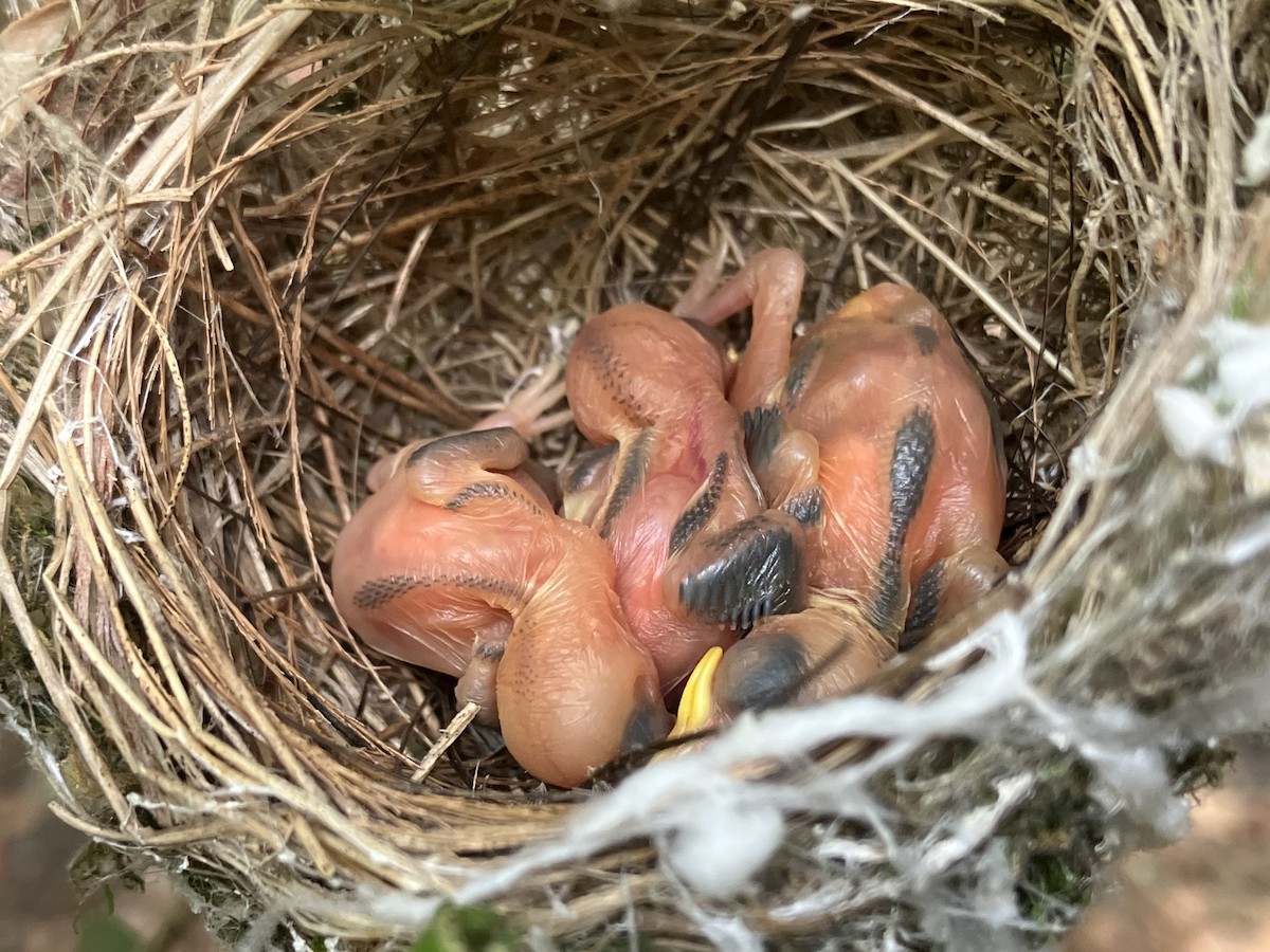 Swinhoebrillenvogel - ML658985912