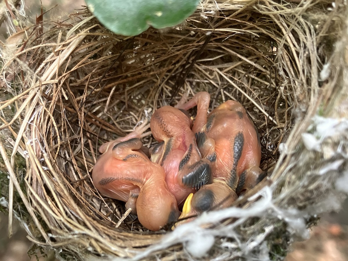 Swinhoebrillenvogel - ML658985913