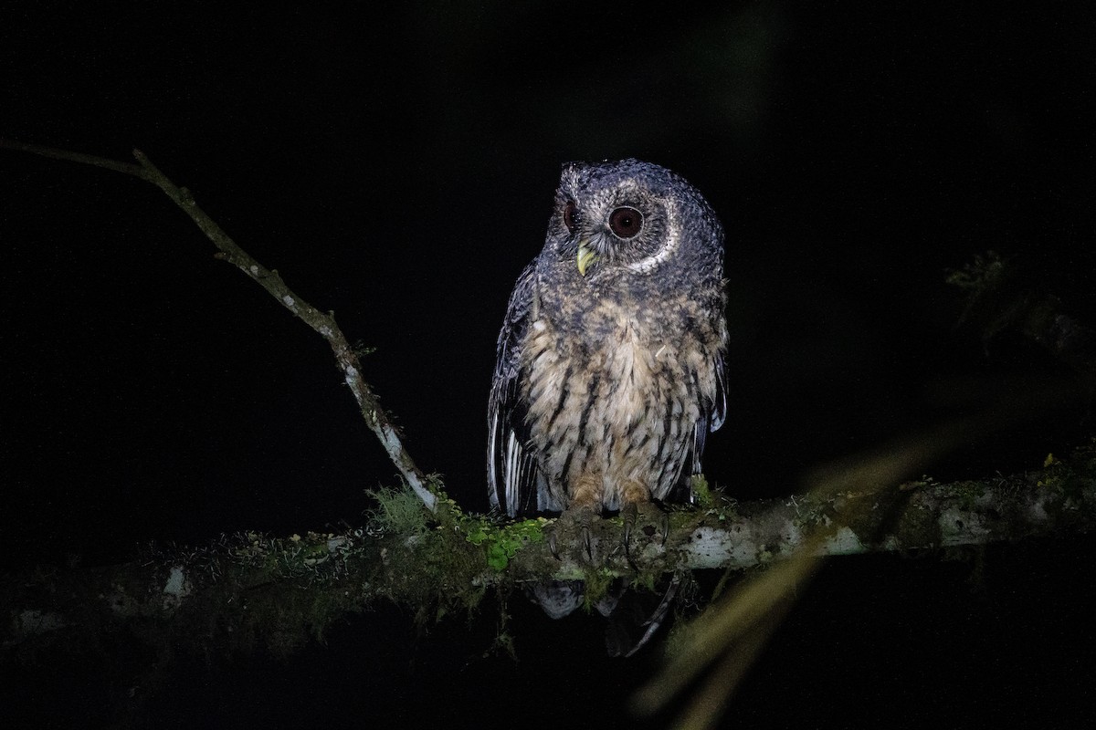 Mottled Owl (Mottled) - ML658985919