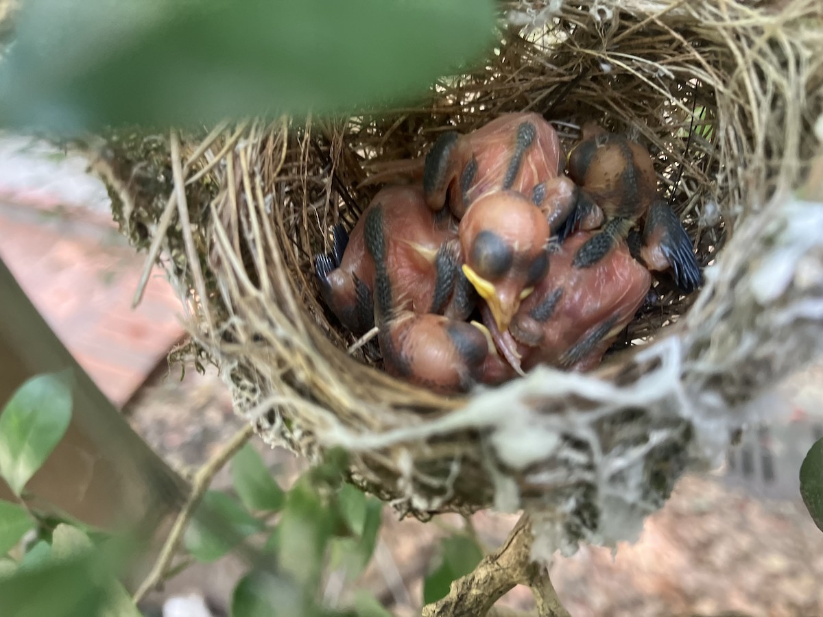 Swinhoebrillenvogel - ML658985946