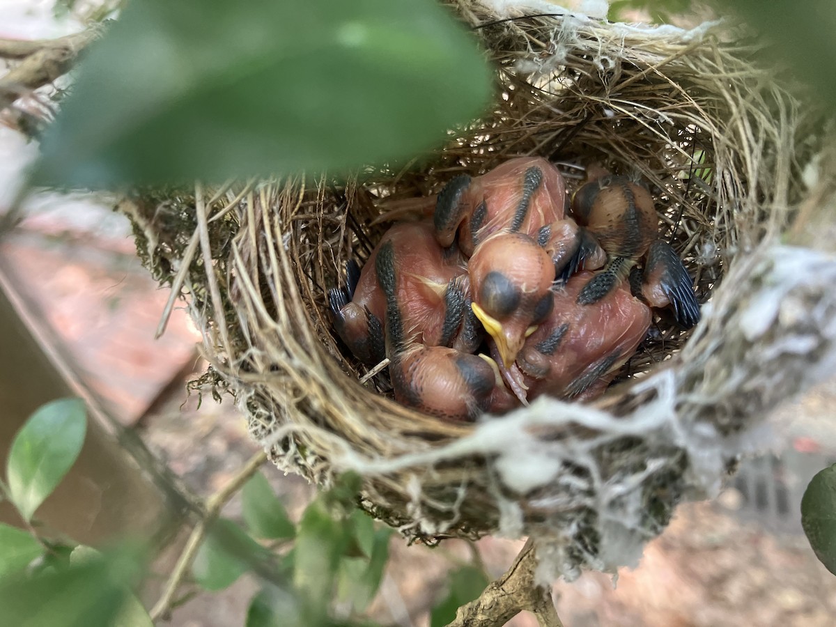 Swinhoebrillenvogel - ML658985947
