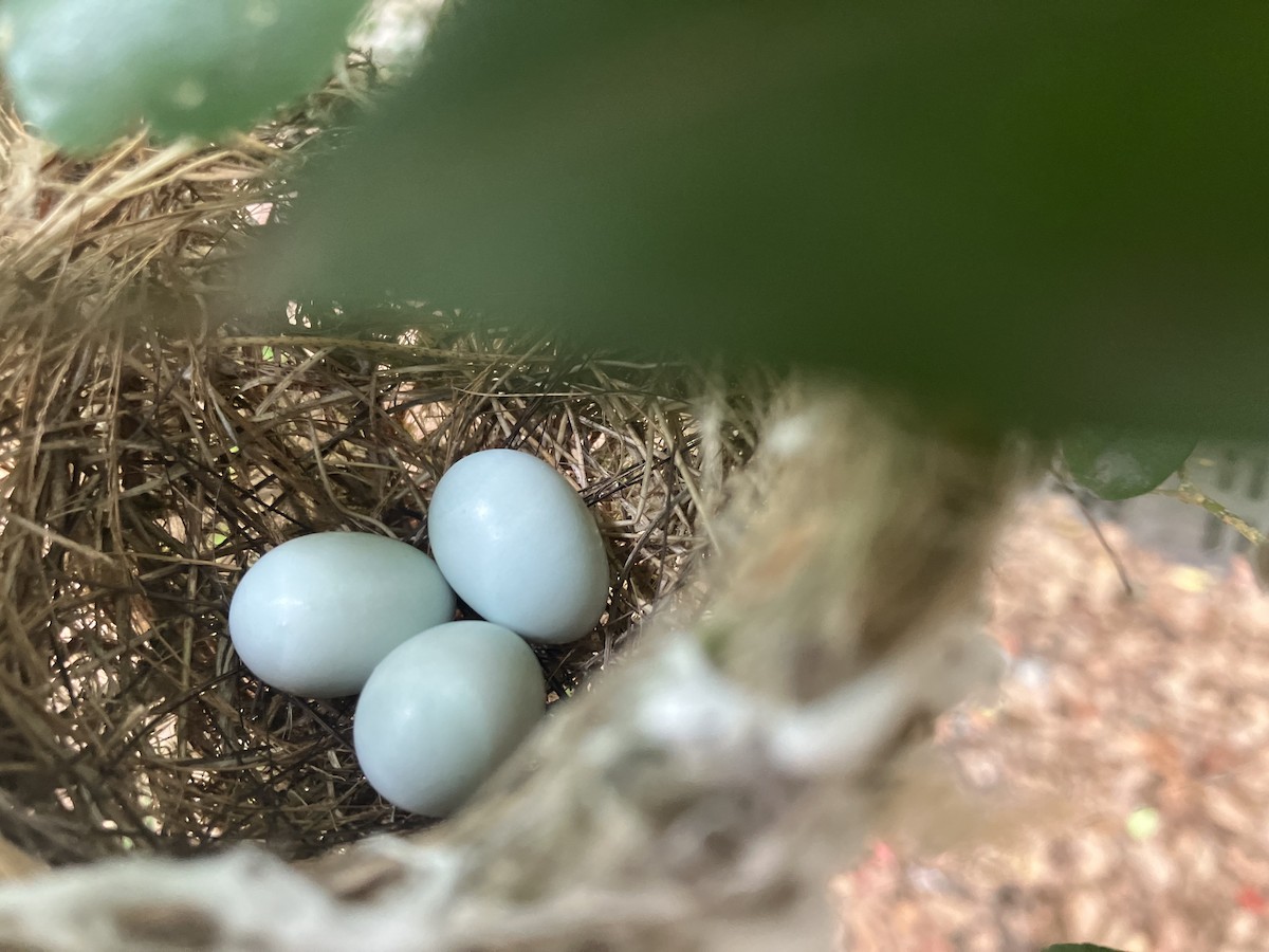 Swinhoebrillenvogel - ML658986004