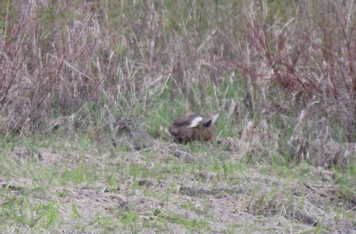 American Bittern - ML658986332
