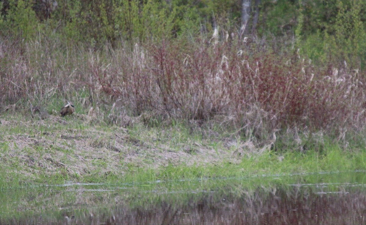 American Bittern - ML658986335