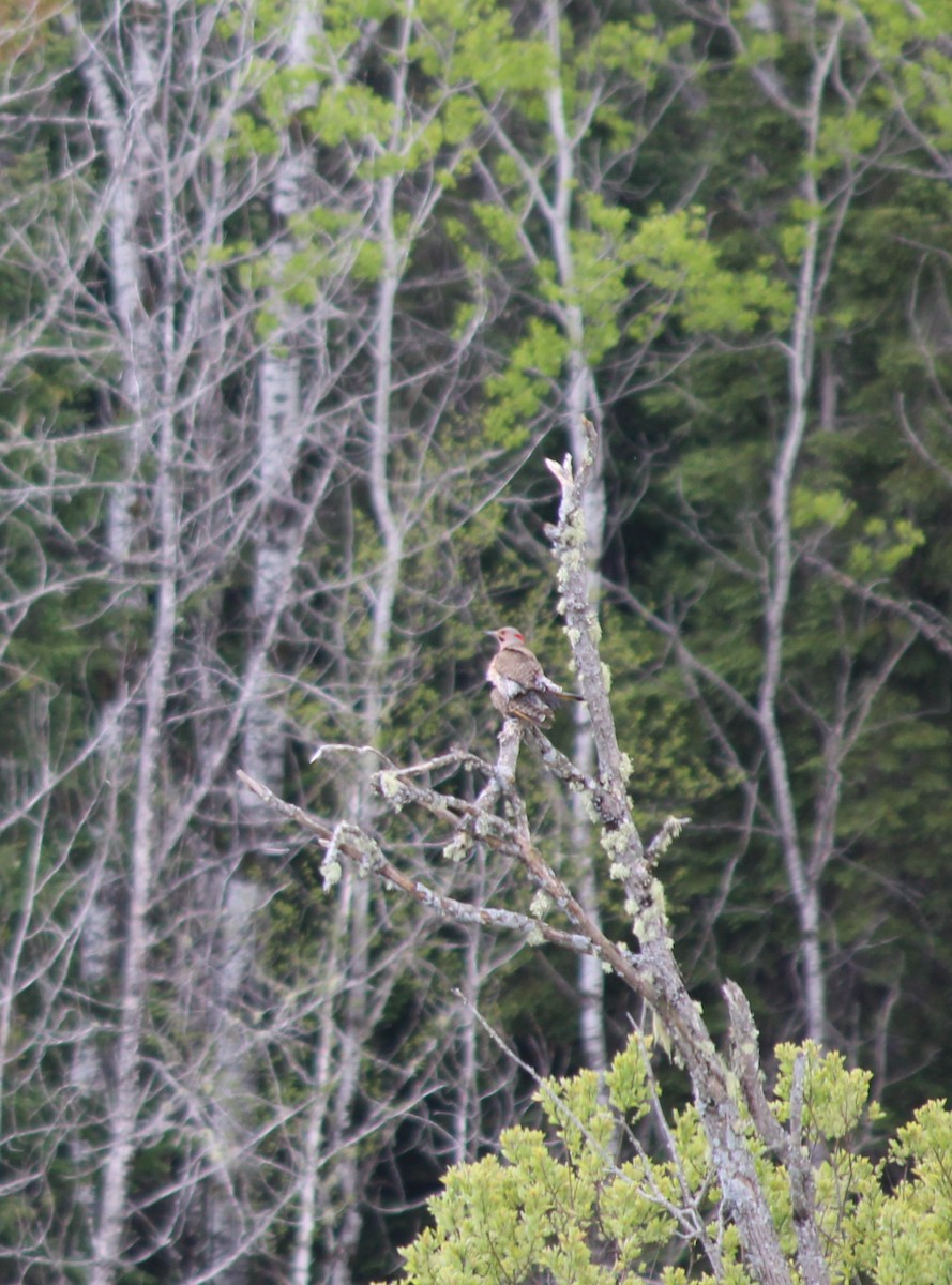 Northern Flicker (Yellow-shafted) - ML658986350