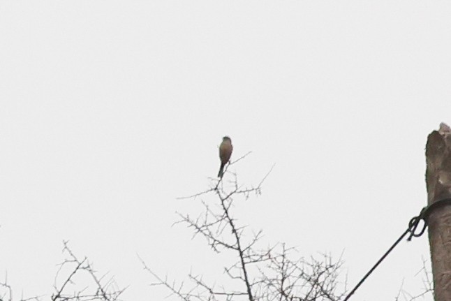 Godlewski's Bunting - ML658989092