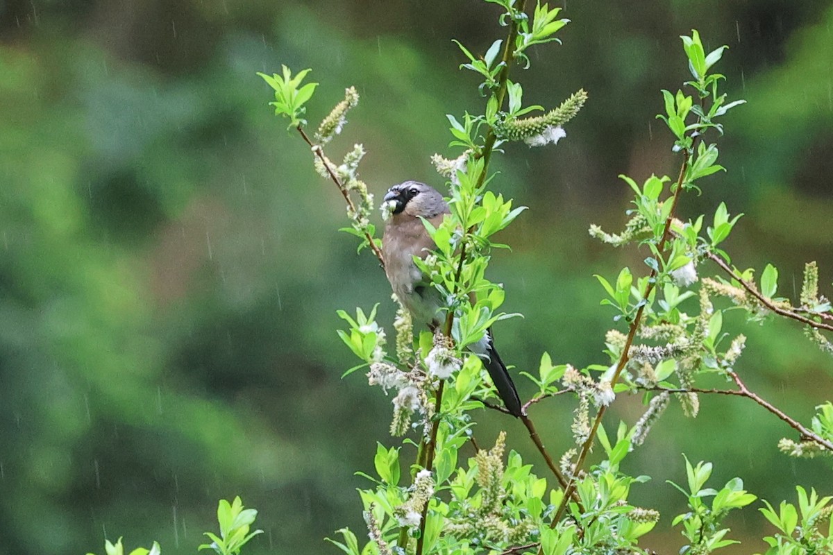 Gray-headed Bullfinch - ML658989112