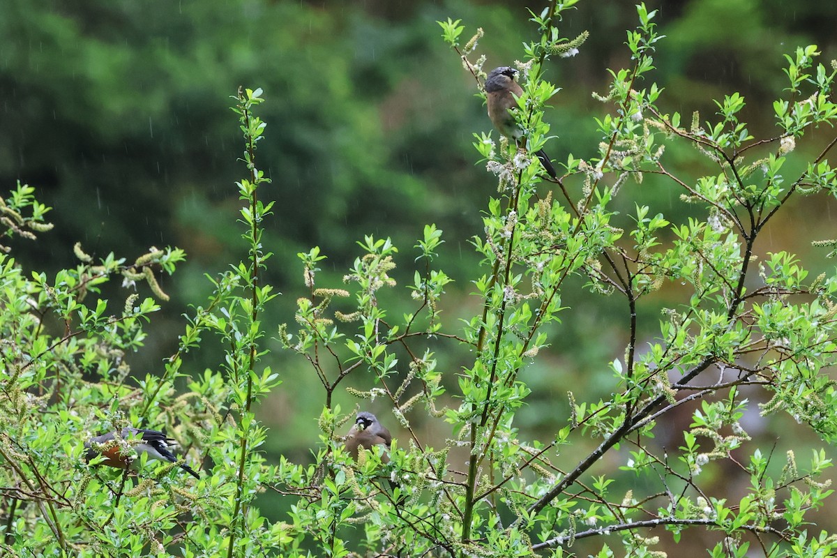 Gray-headed Bullfinch - ML658989113