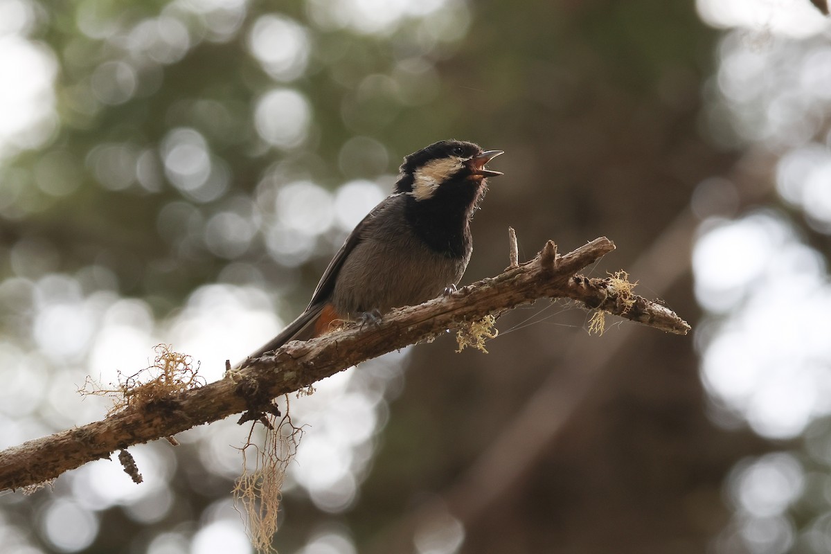 Rufous-vented Tit - ML658989145