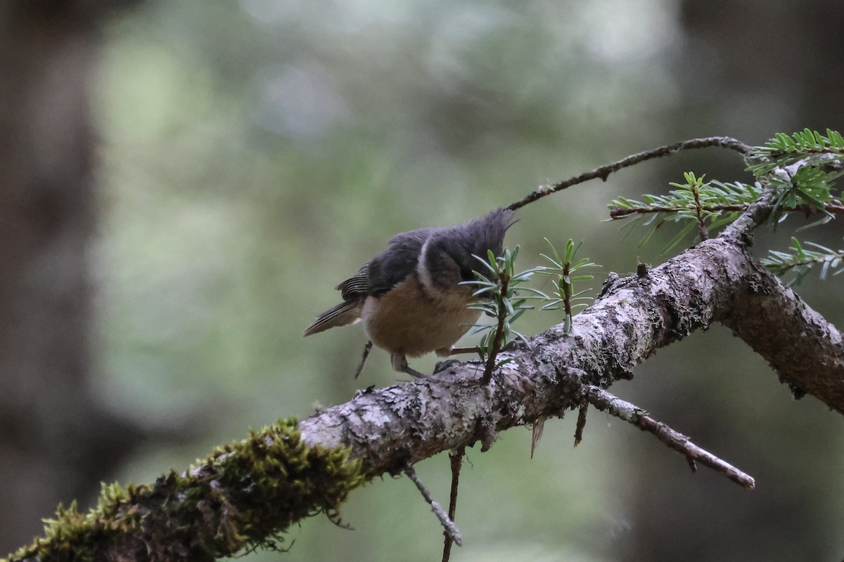 Gray-crested Tit - ML658989146