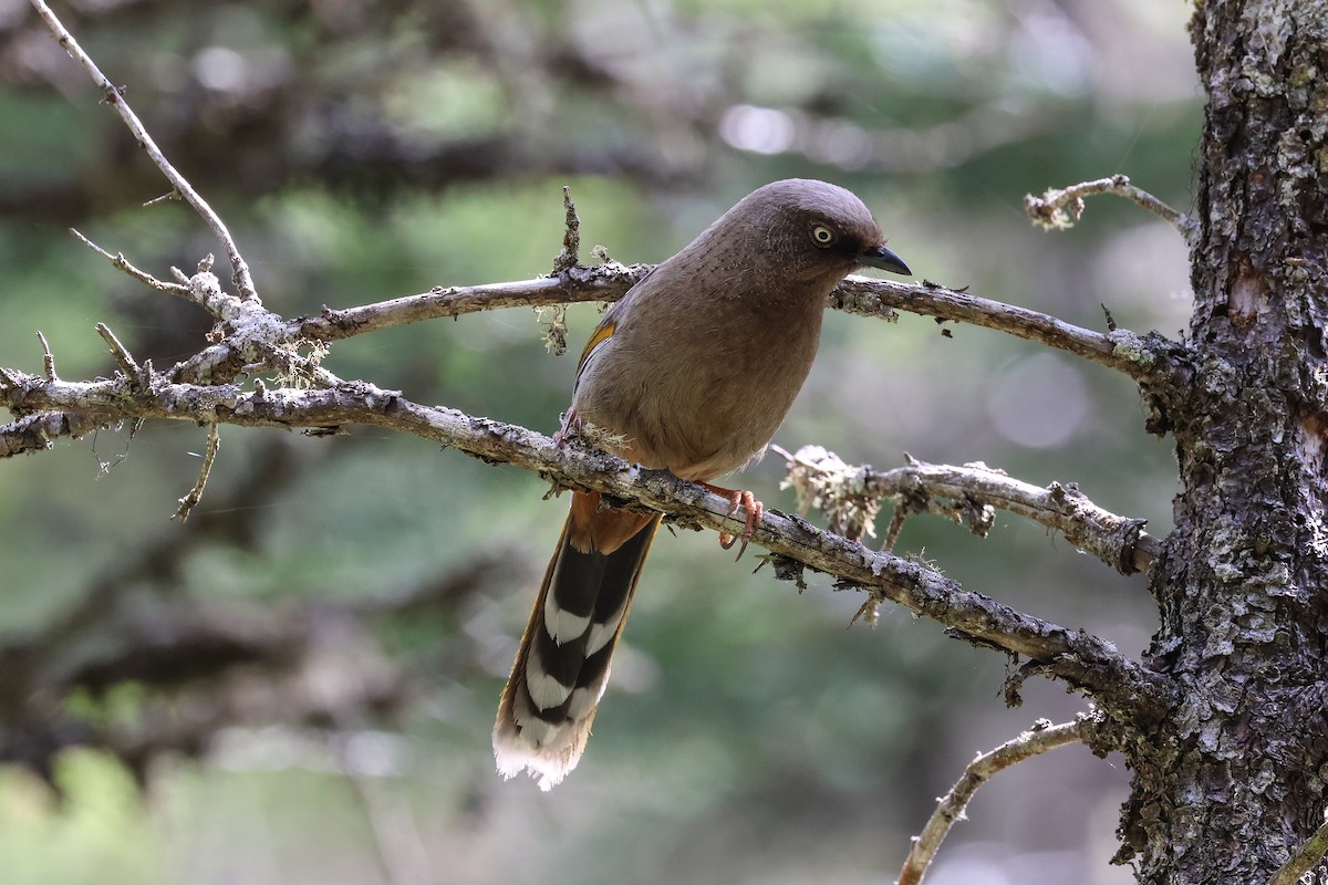 Elliot's Laughingthrush - ML658989155
