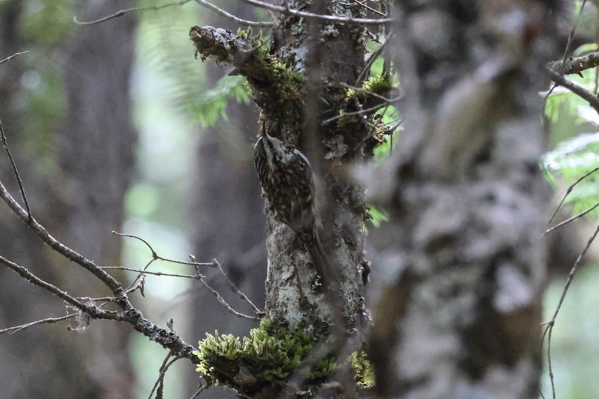 Hodgson's Treecreeper - ML658989161