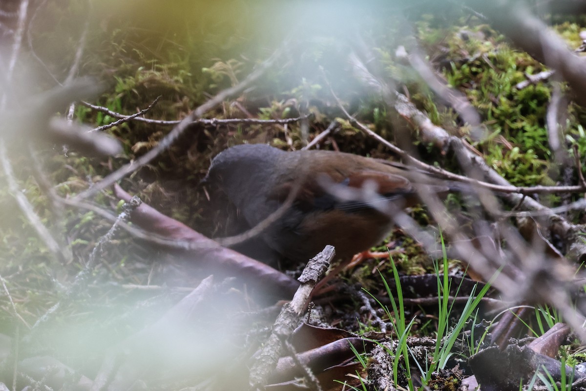 Maroon-backed Accentor - ML658989169