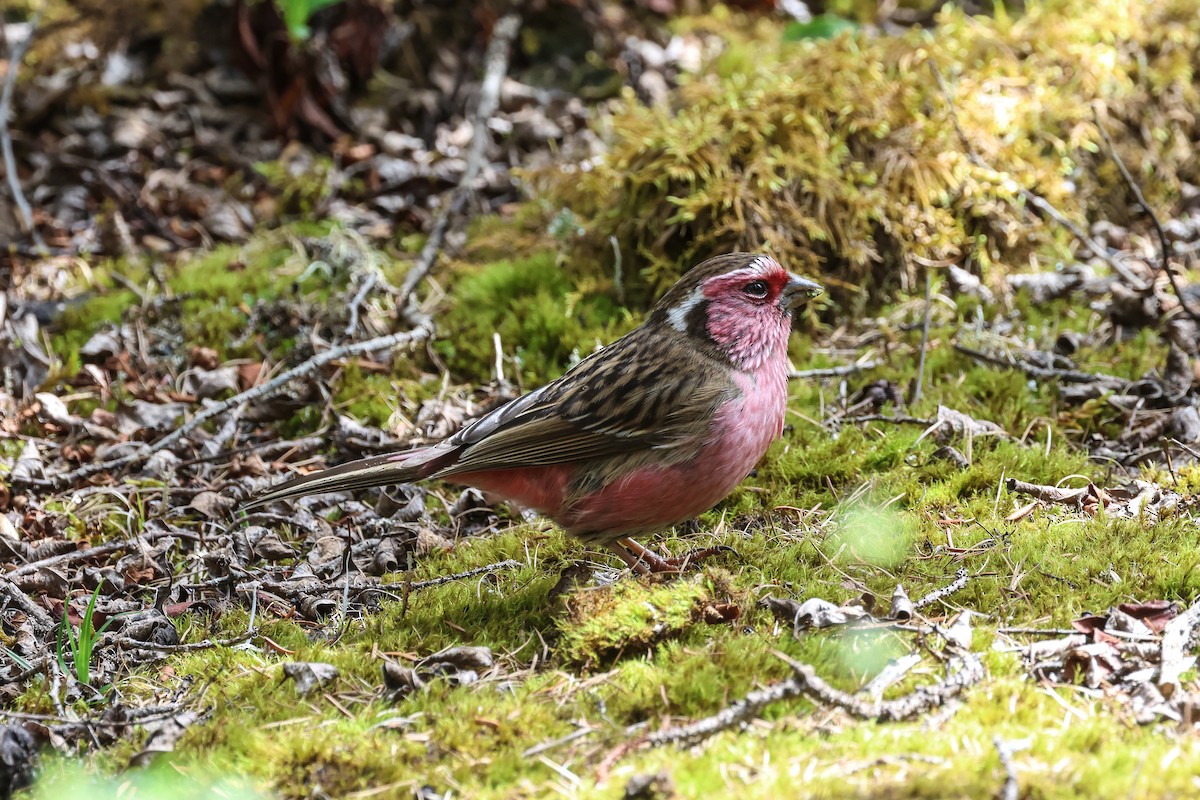 Chinese White-browed Rosefinch - ML658989172
