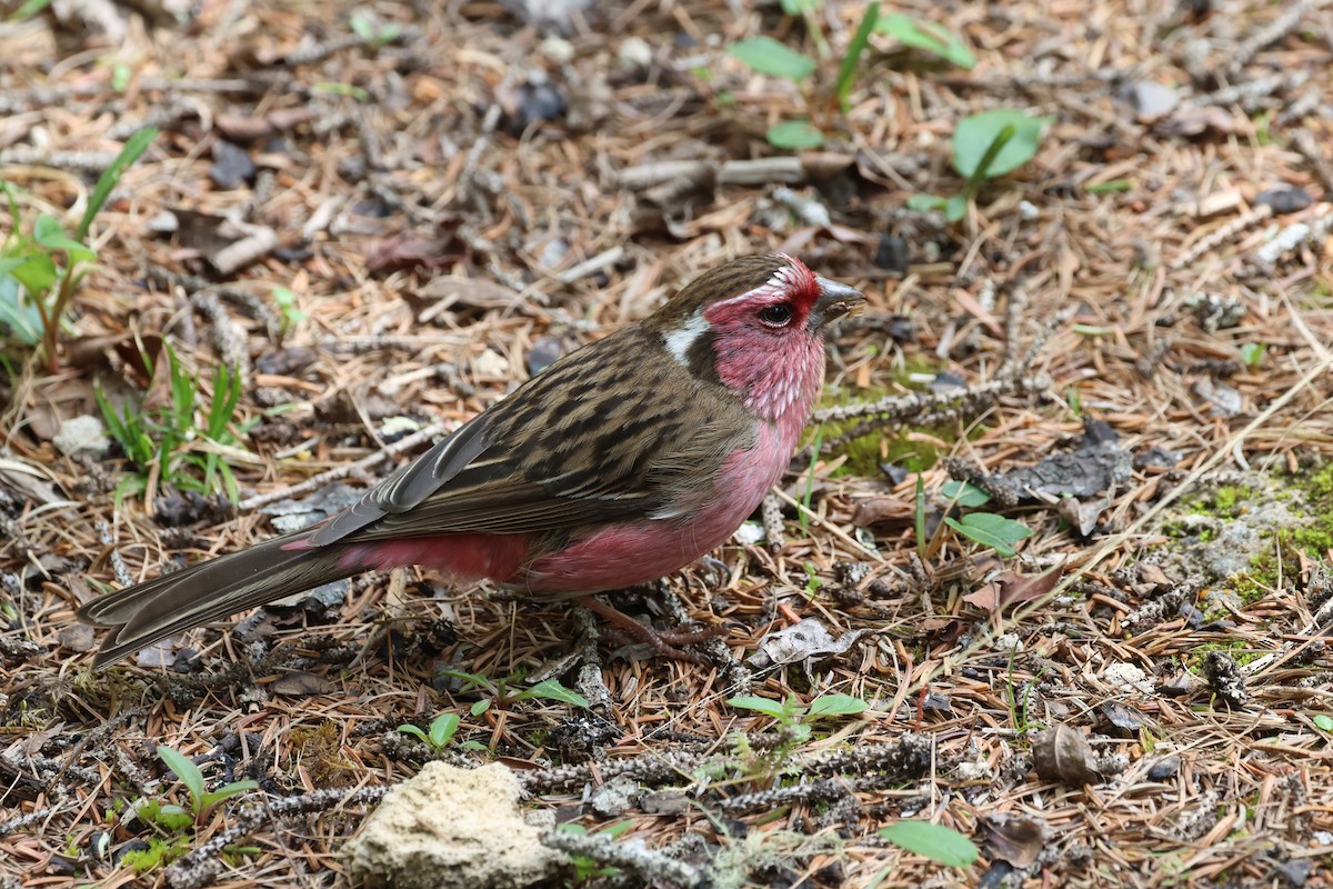 Chinese White-browed Rosefinch - ML658989174