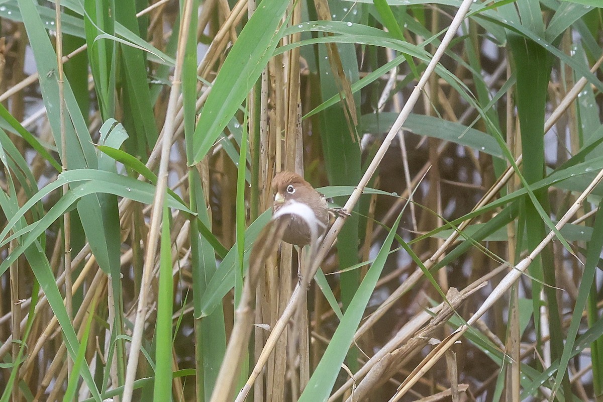 Spectacled Parrotbill - ML658989209
