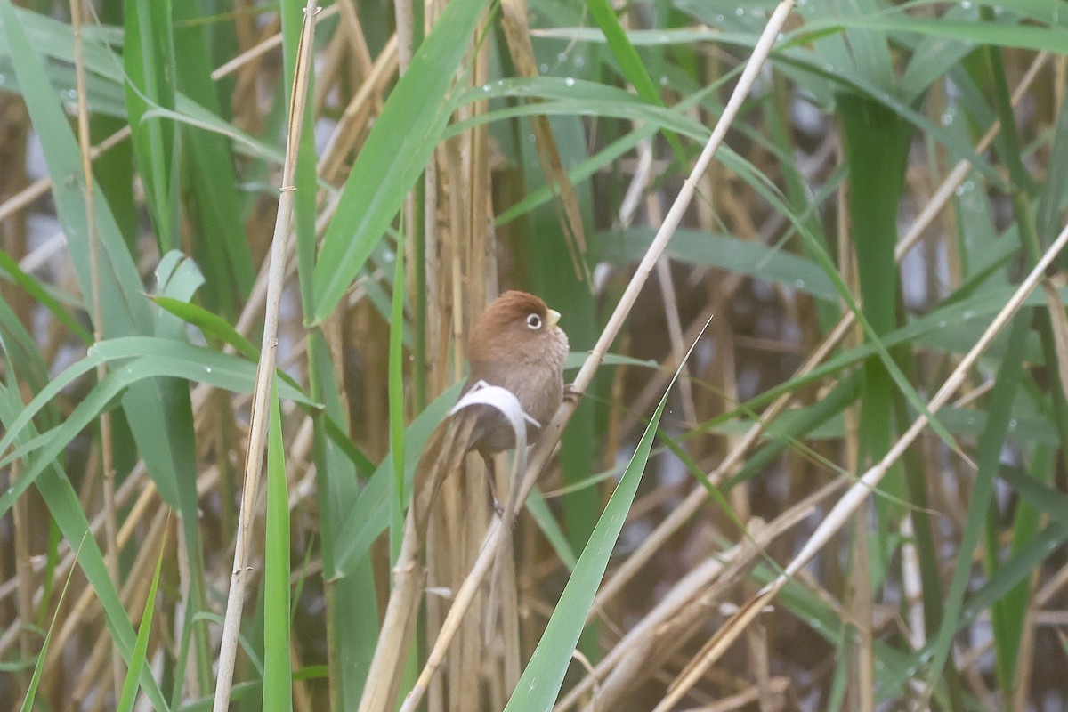 Spectacled Parrotbill - ML658989210