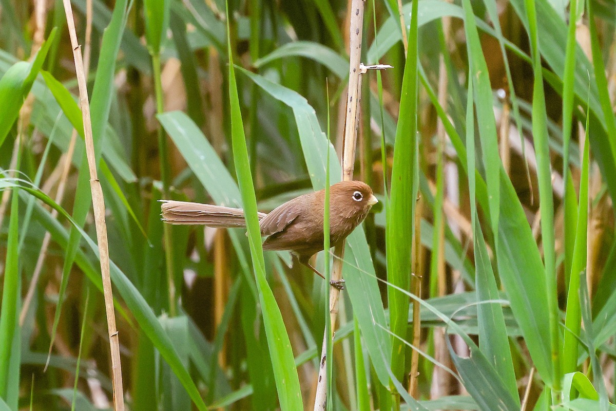 Spectacled Parrotbill - ML658989211
