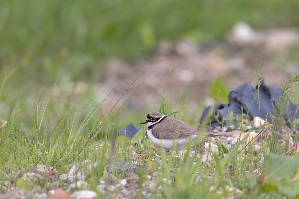 Little Ringed Plover (curonicus) - ML658990204