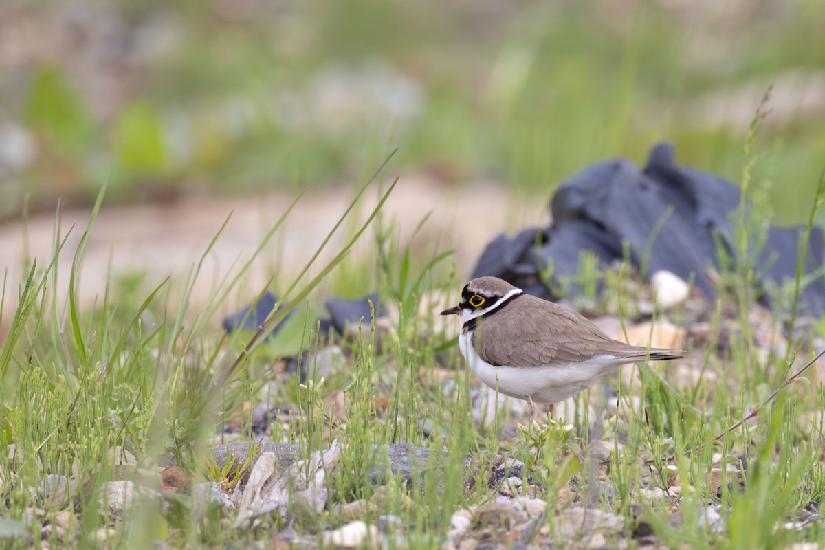 Little Ringed Plover (curonicus) - ML658990205