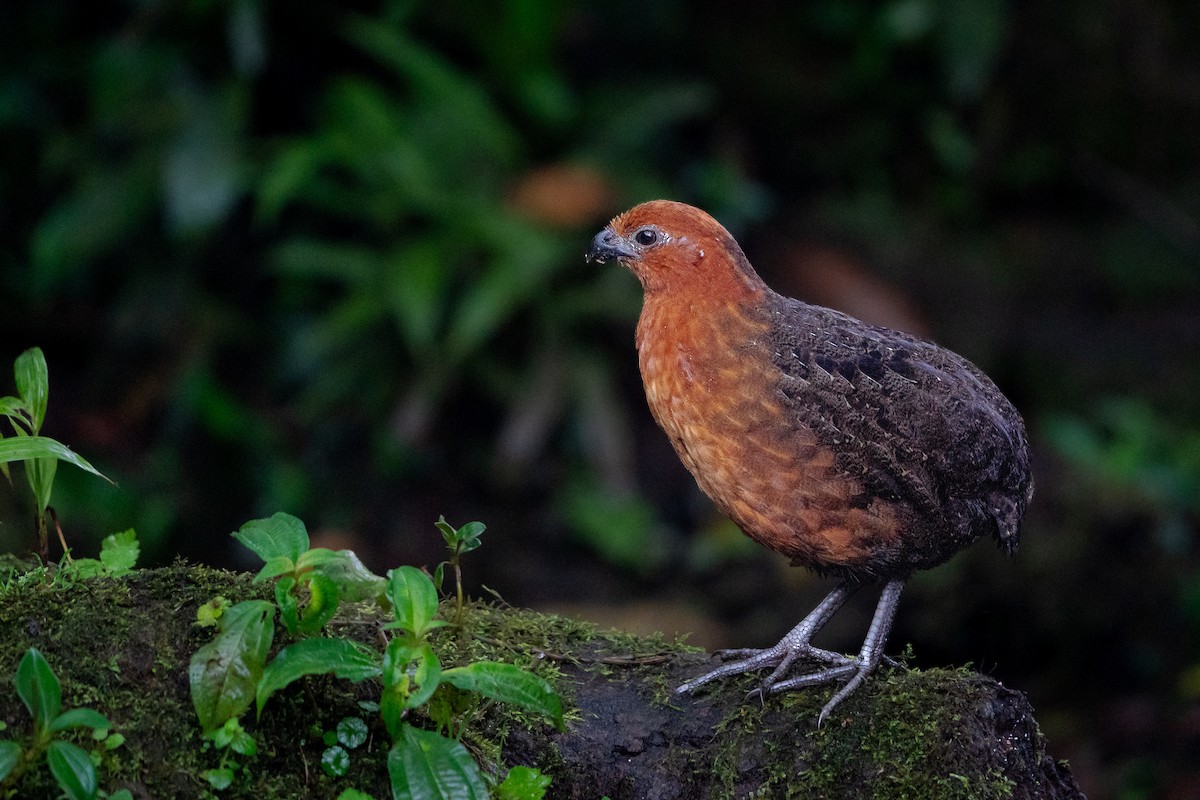 Chestnut Wood-Quail - ML658990343