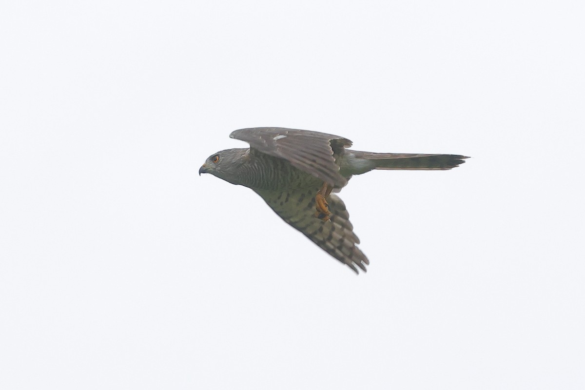 African Goshawk - ML658990427