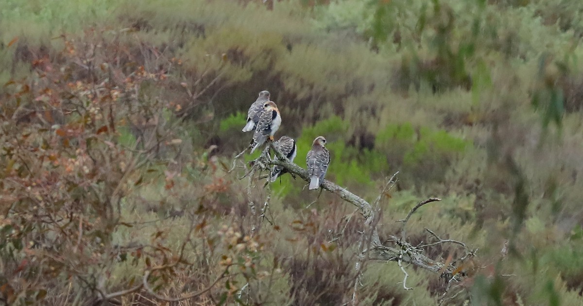White-tailed Kite - ML658990828